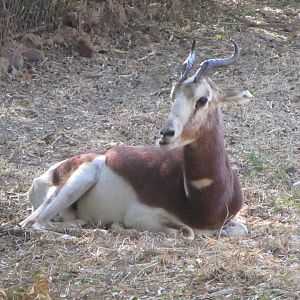 Mhorr Gazelle