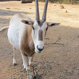Scimitar-horned Oryx