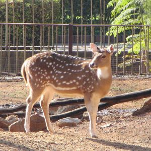 Chital