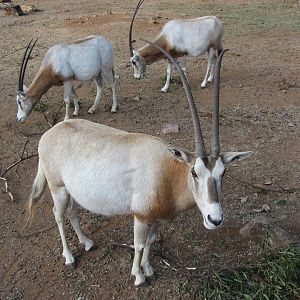 Scimitar-horned Oryx