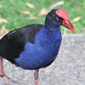Australasian swamphen (Porphyrio melanotus)