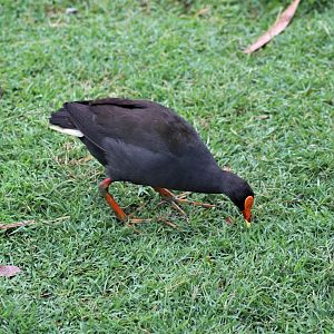 Dusky Moorhen (Gallinula tenebrosa)