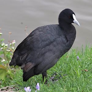 Eurasian Coot (Fulica atra)
