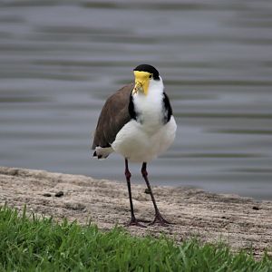 Masked Lapwing (Vanellus miles)
