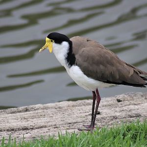 Masked Lapwing (Vanellus miles)