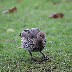 Australian Wood Duck (Chenonetta jubata) - Female