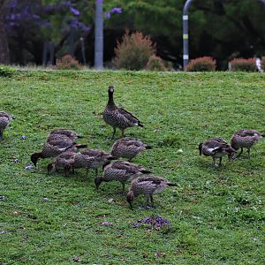 Australian Wood Duck Family (Chenonetta jubata)