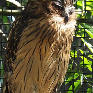 Thai Fish Owl (Bubo ketupu aagaardi)