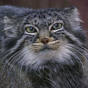 Pallas's cat