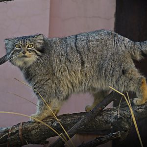 Pallas's cat