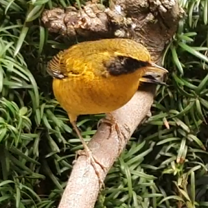 Golden bush-robin