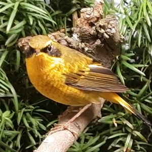 Golden bush-robin