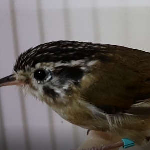 Rufous-winged fulvetta