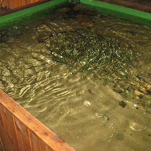 Limfjordsmuseet - Main building - Touch pool