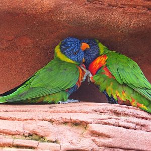 Rainbow lorikeet (Trichoglossus haematodus) pair (Sep 2nd, 2018)