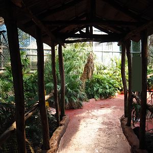 Access to lorikeet walk-through (Sep 2nd, 2018)