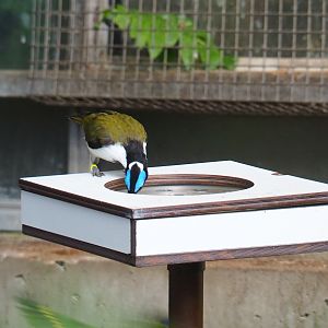 Blue-faced honeyeater (Entomyzon cyanotis) feeding (Sep 2nd, 2018)