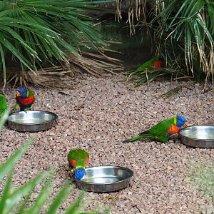 Rainbow lorikeets (Trichoglossus haematodus) at feeding bowls (Sep 2nd, 2018)