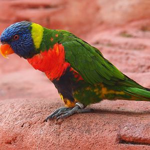 Rainbow lorikeet (Trichoglossus haematodus), Sep 2nd, 2018