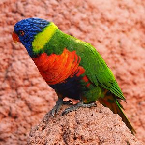 Rainbow lorikeet (Trichoglossus haematodus), Sep 2nd, 2018