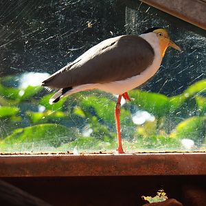 Masked lapwing (Vanellus miles miles), Sep 2nd, 2018