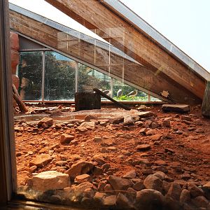Masked lapwing area underneath the roof structure (Sep 2nd, 2018)