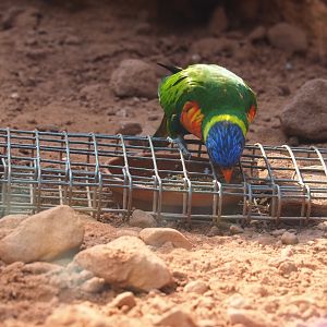 I don't think that's his food... (Sep 2nd, 2018)