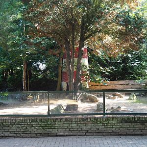 Humboldt penguin exhibit (Sep 2nd, 2018)