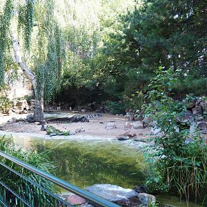 Humboldt penguin exhibit (Sep 2nd, 2018)