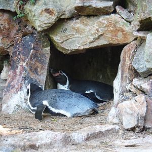 Humboldt penguins (Spheniscus humboldti), Sep 2nd, 2018