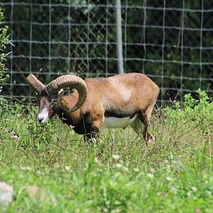 Mouflon