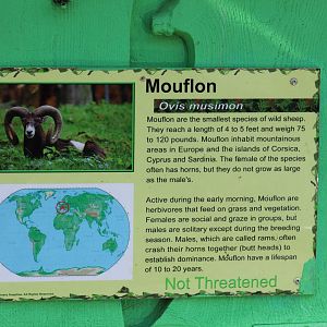 Mouflon Signage
