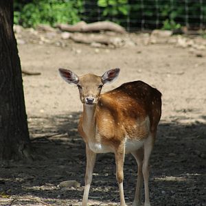 Sika Deer