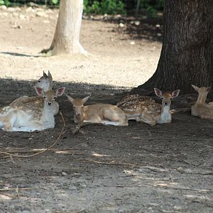 European Fallow Deer