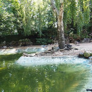 Humboldt penguin exhibit (Sep 2nd, 2018)