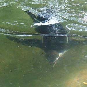 Diving Humboldt penguin (Spheniscus humboldti), Sep 2nd, 2018
