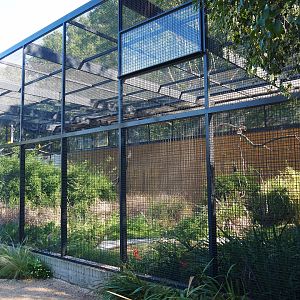Macaw - Sun conure aviary (Sep 2nd, 2018)