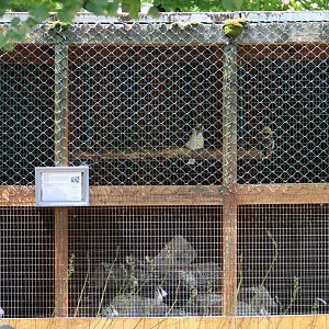 Laughing Kookaburra Enclosure