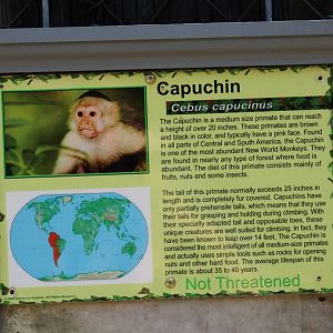 White-Headed Capuchin