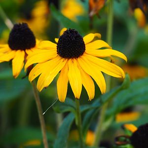 Rudbeckia species flower (Sep 2nd, 2018)