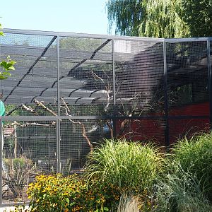 Galah - Kookaburra - Eclectus parrot aviary (Sep 2nd, 2018)