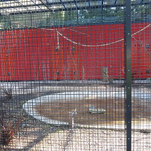 Galah - Kookaburra - Eclectus parrot aviary (Sep 2nd, 2018)