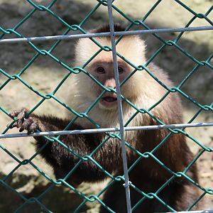 White-Headed Capuchin