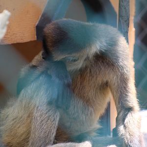 Geoffroy's Spider Monkey