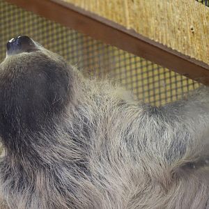 Linnaeus's Two-Toed Sloth