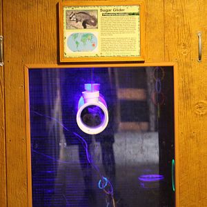 Sugar Glider Enclosure