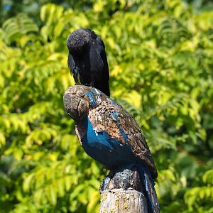 Eurasian jackdaw (Corvus monedula) on top of parrot carving (Sep 2nd, 2018)