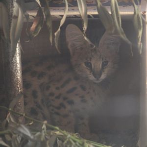 Serval Kitten