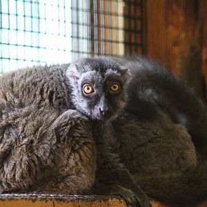 Common Brown Lemurs