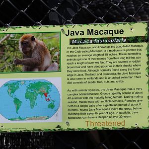 Crab-Eating Macaque Signage